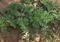 温馨提示：周末上山挖野菜