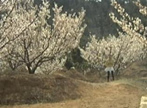 温馨提示：赏花第二站