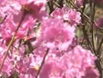 温馨提示：赏花第三站