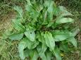 热线问答：脑栓患者可以吃野菜吗？