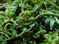 温馨提示：蕨菜“致癌”？！