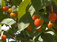 温馨提示：头茬樱桃在哪里采摘