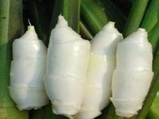 绝对美味：甜香鲜嫩的茭白两吃