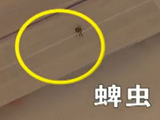 温馨提示：蜱虫出没 早防勿慌