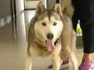 爱人人士赶赴犬只服务基地