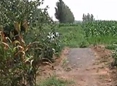 电缆坠地潜伏危险 居民心慌慌