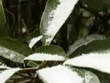 青岛迎来今年冬天第一场降雪