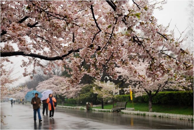 青岛又开启春如四季模式!_青岛 春季 气温_青