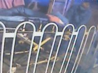 微调查：清明小长假，您怎么安排？