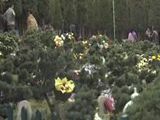 鲜花寄托思念情 文明祭奠深入人心