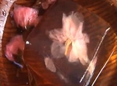绝对美味：樱花水信玄饼