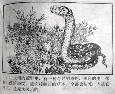 被称为最难喝饮料的崂山白花蛇草水出口非洲