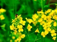 “村”暖花开!青岛绝美乡村