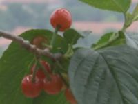 微调查：向劳动者致敬