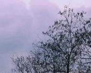 忽如一夜“冬”风来 降温如同蹦极
