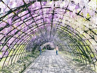 《日本:遇见一场淡紫色的梦》