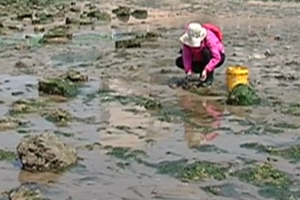 铁锨小铲齐上阵 市民海边来淘宝