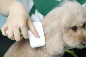 家有宠物 当心犬弓蛔虫病