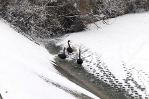 雪太小不过瘾？别急，下周青岛还将迎来两场雪，最低-6度