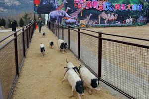 属猪游客免门票 野生动物世界邀您来看萌兽狂欢大巡游