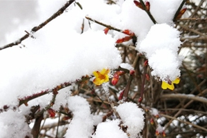 实拍青岛雪后美景 青松苍劲腊梅正好