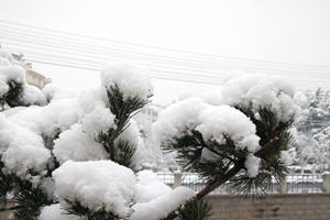 实拍青岛雪后美景 青松苍劲腊梅正好