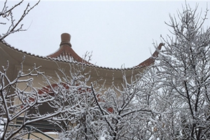 实拍青岛雪后美景 青松苍劲腊梅正好