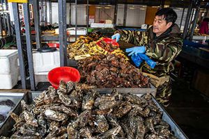 海蛎子扇贝正肥，坐13号线来积米崖海鲜市场逛逛吧