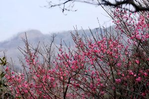 -2℃+9级风+4场雨 今起青岛秒回“冰冻模式”