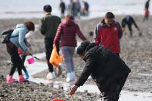 青岛后海赶海免费 巴掌大海蛎子成麻袋捡