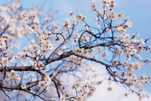 已有梅花俏枝头！青岛最全赏梅攻略看这里