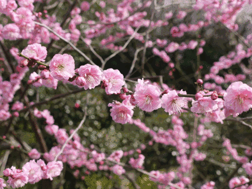 欲为万里赠,杳杳山水隔.   寒英坐销落,何用慰远客?