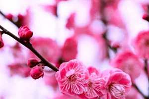 梅花进入最佳观赏期 4条公交路线开通“赏梅快车”