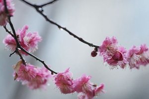 今晨一场中雨光临青岛 春花带雨平添几分妖娆