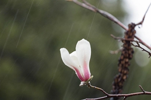 今晨一场中雨光临青岛 春花带雨平添几分妖娆