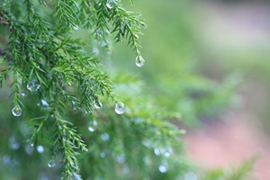 雨中游中山公园 春意浓浓 别有一番情趣在心头