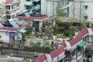 中国丈母娘把别墅花园改菜地 洋女婿看了一脸懵圈
