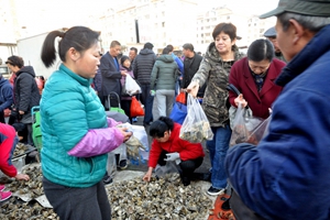 青岛海蛎子肥了！10元4斤 大叔摩托驼三筐“秒卖光”