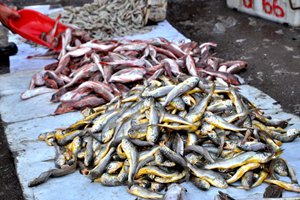 八带鮹50元一斤虾爬35元 大娘直呼“吃不起”