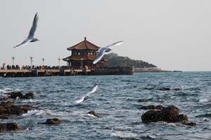 27℃!本周青岛大升温!清明节三天的天气…很刺激!