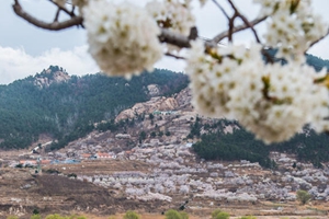 春花如雪，杨柳吐绿！崂山水库周边风景如画