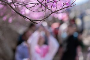 青岛人要疯！清明假期最高温直逼30℃！还有冷空气、雷雨和大风