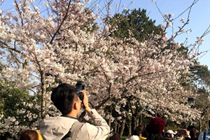 你最爱的樱花已上线 这份青岛赏樱地图请查收