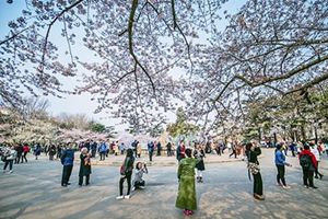 小长假迎客流高峰 64万人来青赏花、踏青、看海