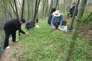 好险啊!青岛大姨小珠山上挖野菜，突然蹿出……