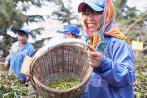 崂山大田春茶抢“鲜”开采 一芽一叶最高卖八千