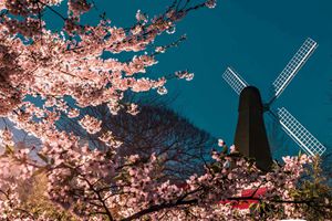 中山公园“夜樱”缤纷 青岛开启夜游赏花模式