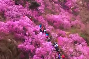 大珠山杜鹃花开吸引八方游客 催火餐饮住宿等行业