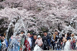 人比花多 中山公园两千樱花树迎来11万赏花客