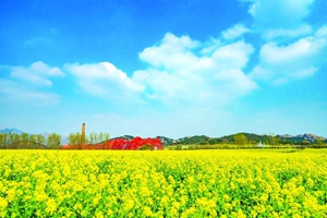 西海岸生态观光园油菜花海迎盛花期